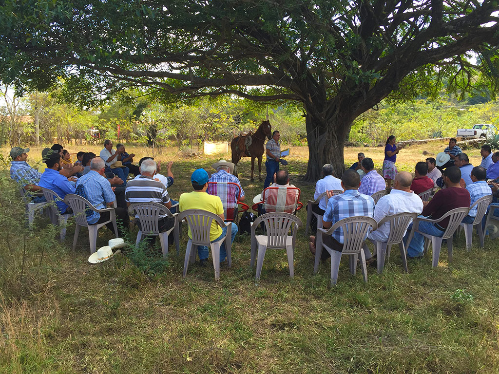 Church under the shade of a tree